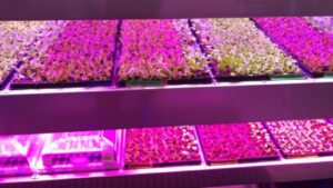 Copy of Untitled (1)